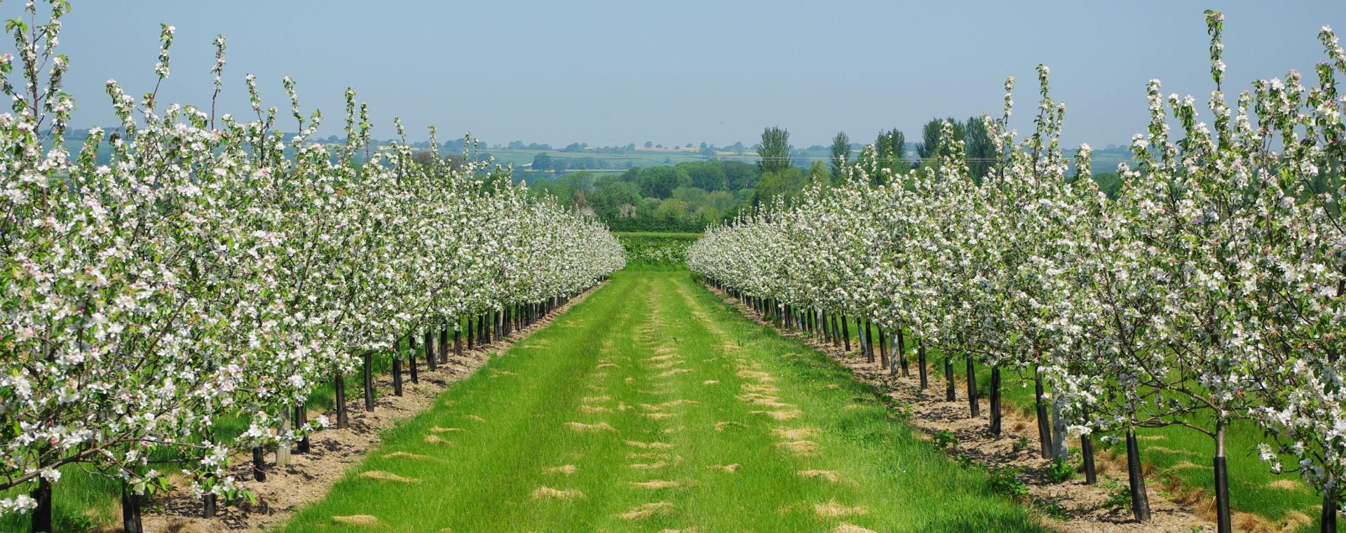 fruit-trees