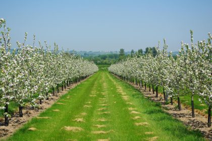 fruit-trees